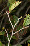 Green alder <BR>Mountain alder